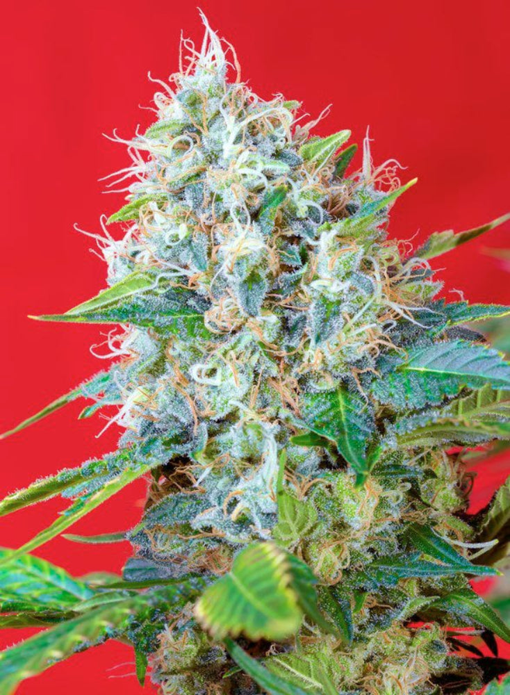 GREEN POISON FEM X3+1 - SWEET SEEDS