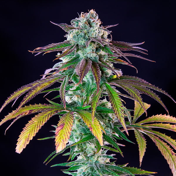 GREEN CRACK PUNCH FEM X1 ROYAL QUEEN SEEDS