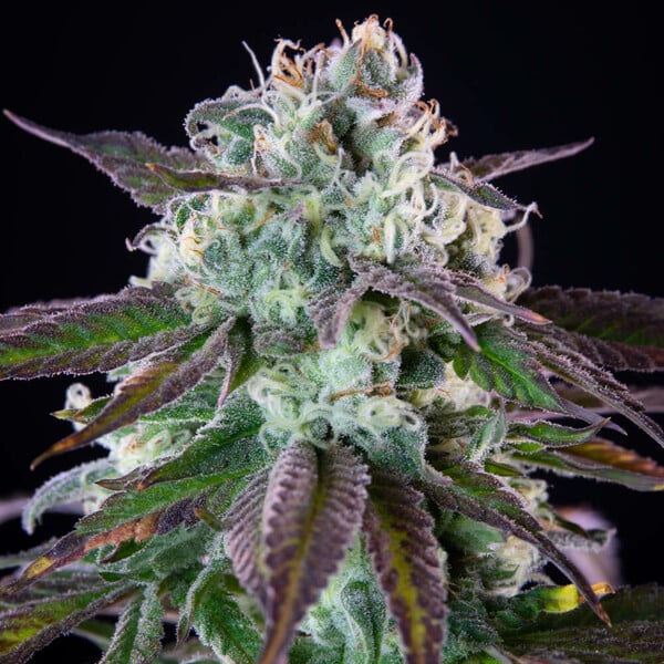 GREEN CRACK PUNCH FEM X3 ROYAL QUEEN SEEDS