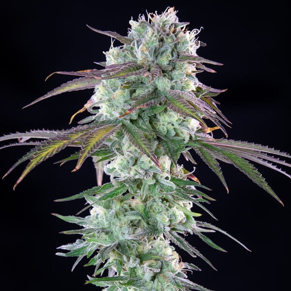 GREEN CRACK PUNCH FEM X3 ROYAL QUEEN SEEDS-4