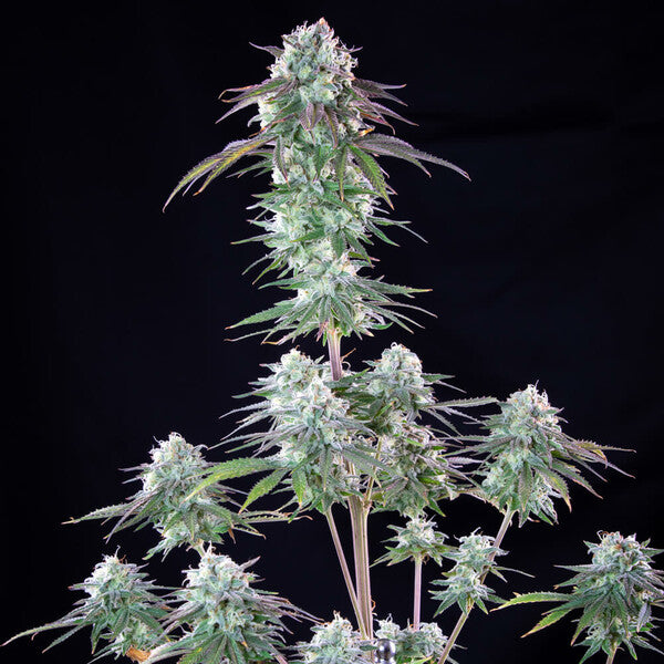 GREEN CRACK PUNCH FEM X1 ROYAL QUEEN SEEDS-4