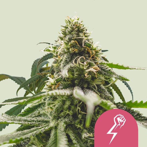 GREEN CRACK PUNCH FEM X3 ROYAL QUEEN SEEDS