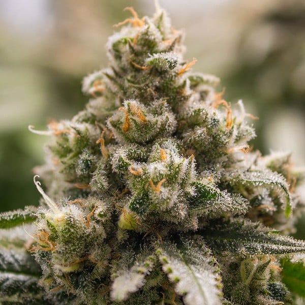 GREEN CRACK PUNCH FEM X3 ROYAL QUEEN SEEDS-3