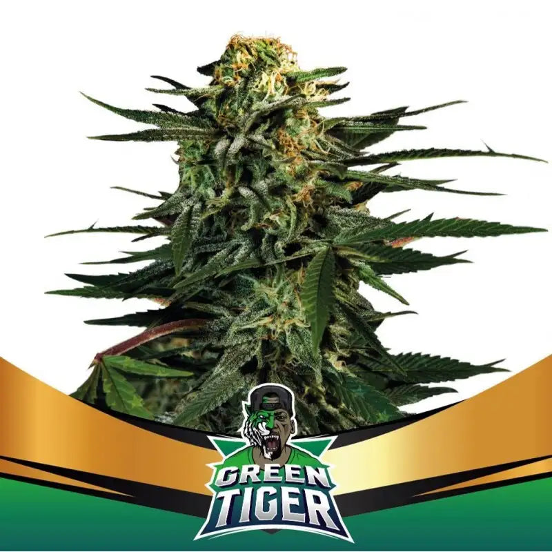 FASTER AND FURIOUS FASTER MIX X12 BSF SEEDS