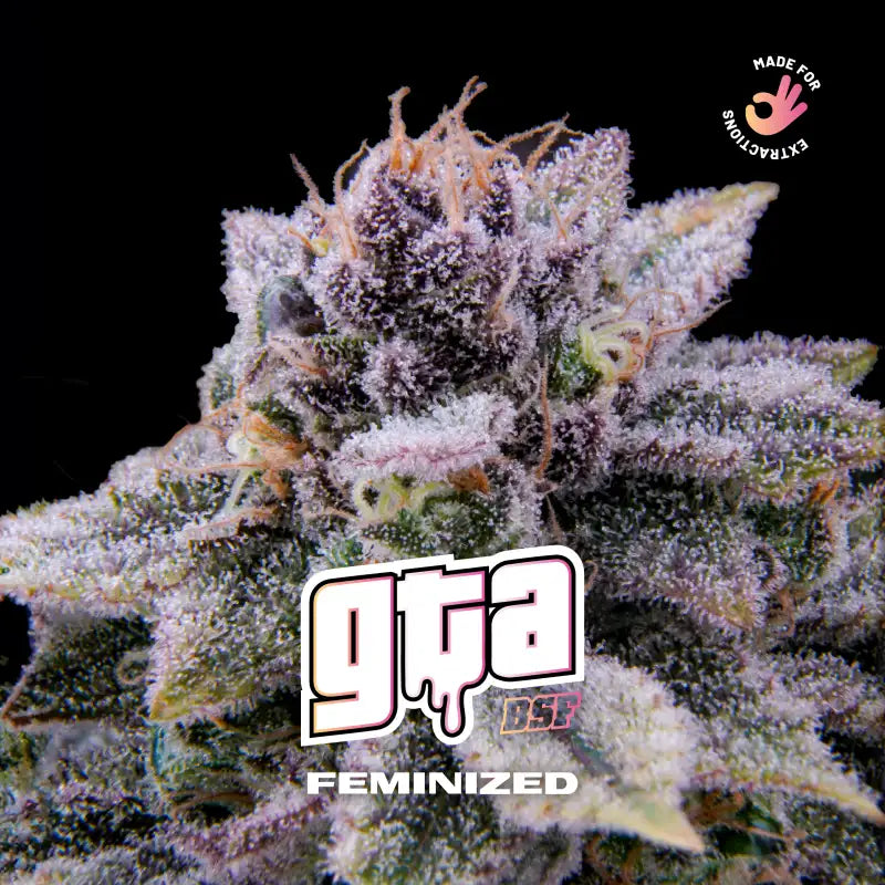 GTA FEM X12 BSF SEEDS