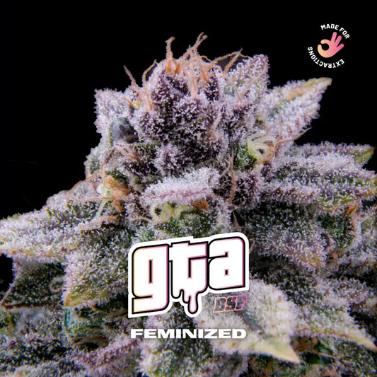 GTA FEM X12 BSF SEEDS