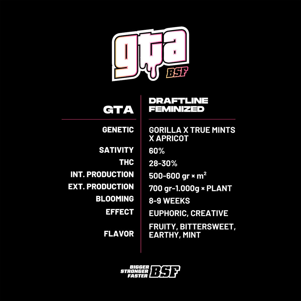 GTA FEM X12 BSF SEEDS