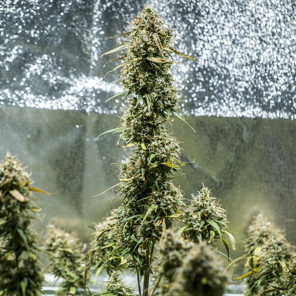 HAZE BERRY AUTO X10 ROYAL QUEEN SEEDS-3