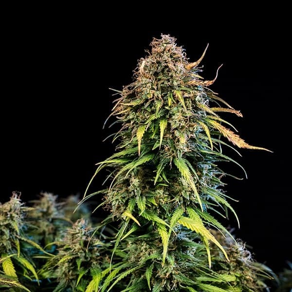 HAZE BERRY AUTO X10 ROYAL QUEEN SEEDS-4