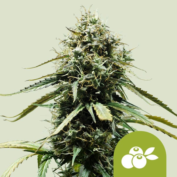HAZE BERRY AUTO X10 ROYAL QUEEN SEEDS-1