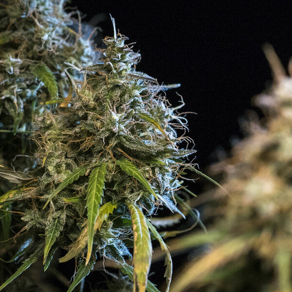 HAZE BERRY AUTO X1 ROYAL QUEEN SEEDS