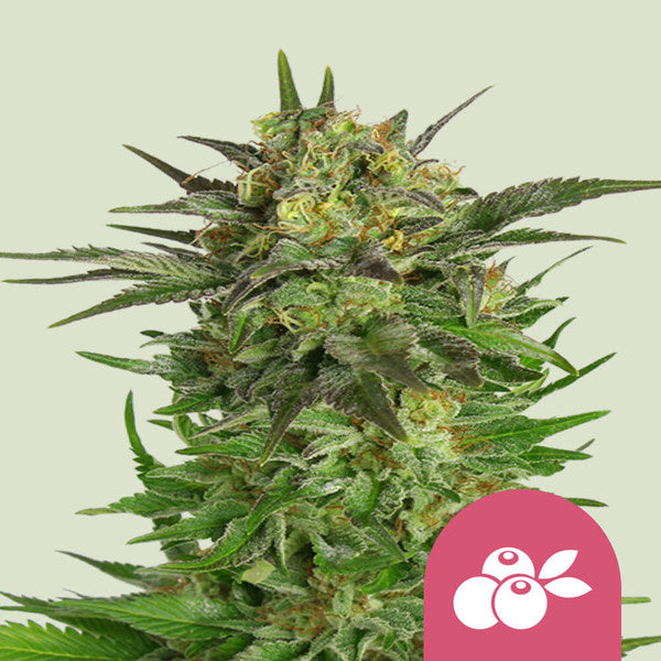 HAZE BERRY FEM X1 FEM ROYAL QUEEN SEEDS