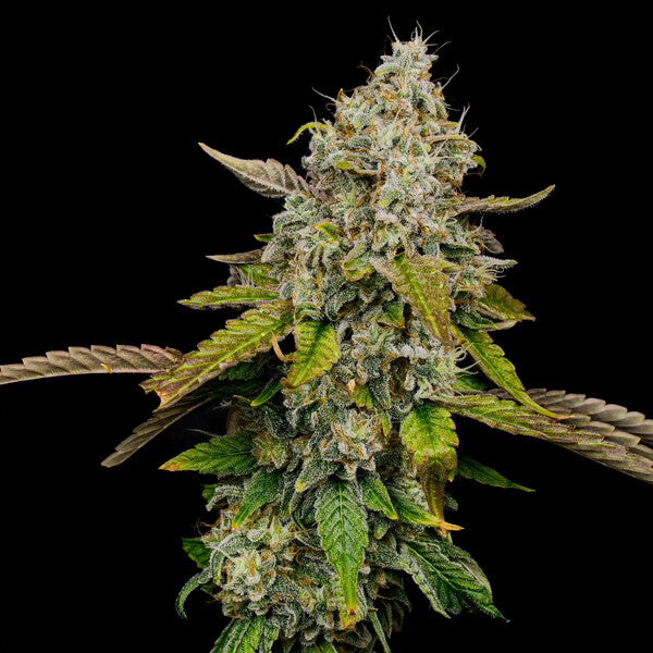 HAZE BERRY FEM X5 ROYAL QUEEN SEEDS