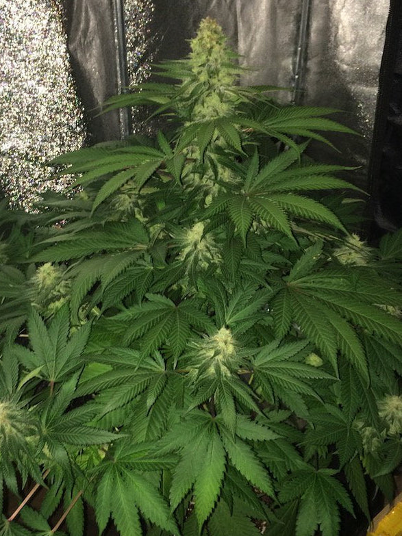 HAZE BERRY FEM X1 FEM ROYAL QUEEN SEEDS-4