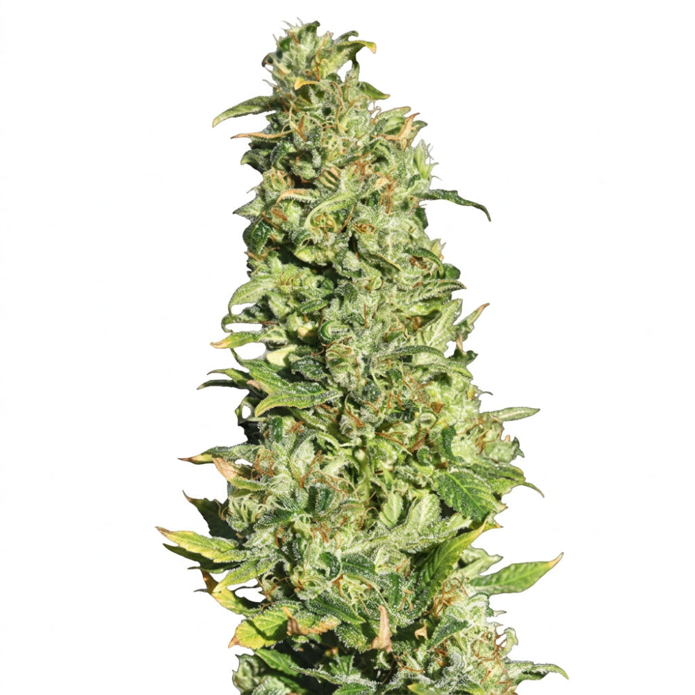 HIGH LEVEL FEM X3+1 - EVA SEEDS