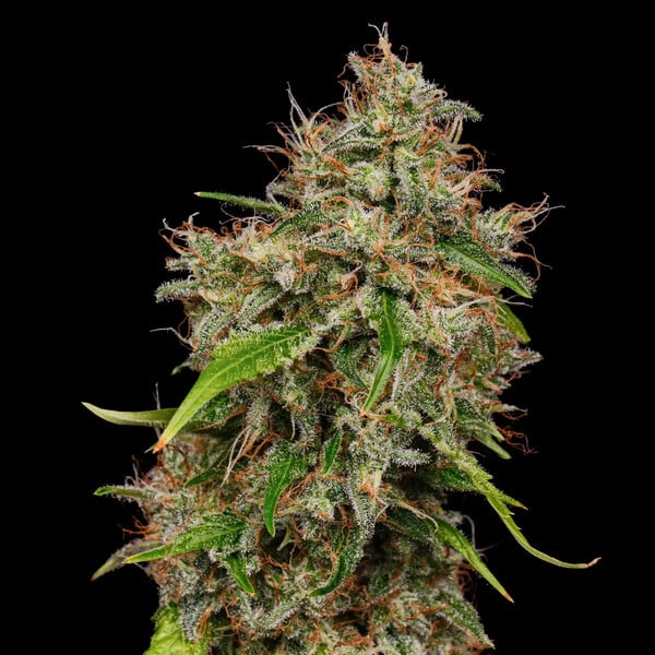 HONEY CREAM FAST X10 ROYAL QUEEN SEEDS-3