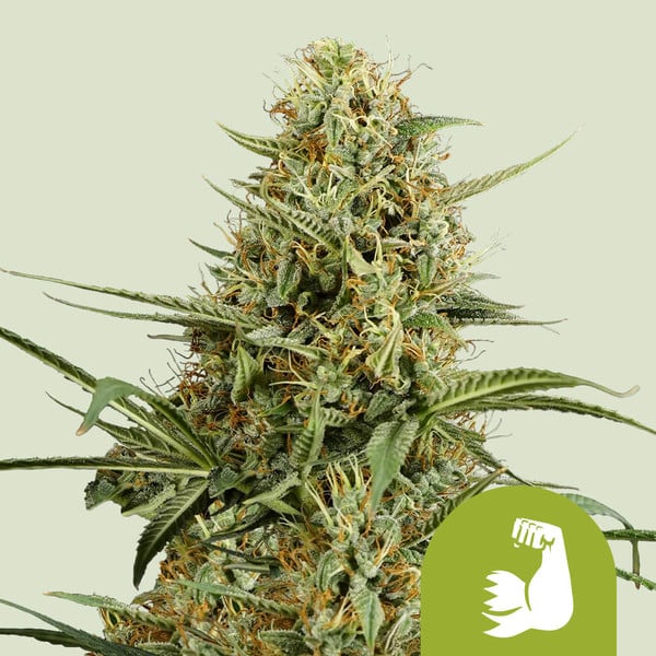 HULKBERRY AUTO X1 ROYAL QUEEN SEEDS