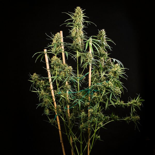HULKBERRY AUTO X1 ROYAL QUEEN SEEDS-5