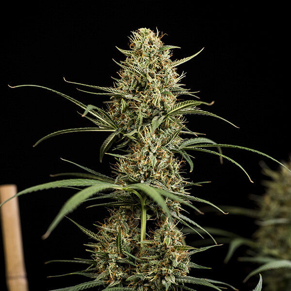 HULKBERRY AUTO X1 ROYAL QUEEN SEEDS
