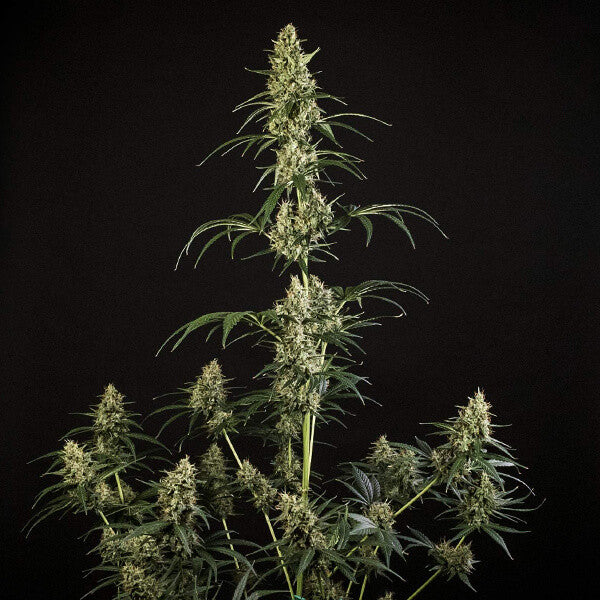 HULKBERRY AUTO X1 ROYAL QUEEN SEEDS-3