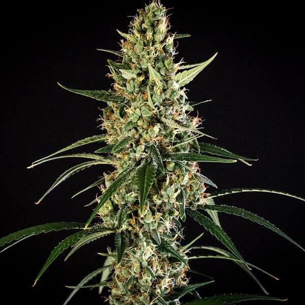 HULKBERRY AUTO X1 ROYAL QUEEN SEEDS-4