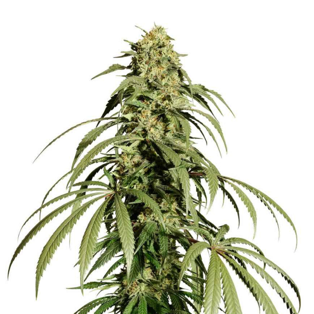 VIP HAZE GRANELSEEDS