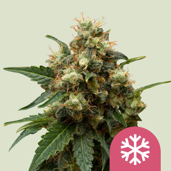 ICE FEM X1 ROYAL QUEEN SEEDS-1
