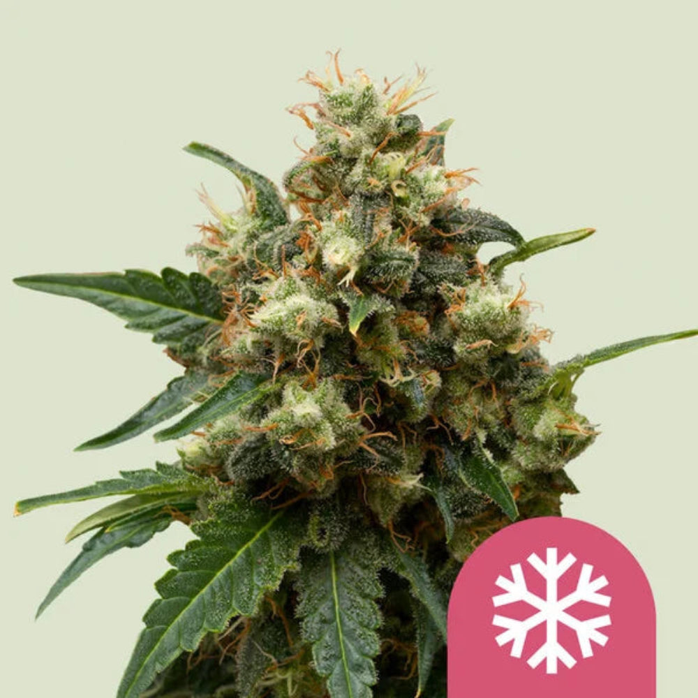 ICE FEM X3 - ROYAL QUEEN SEEDS-1
