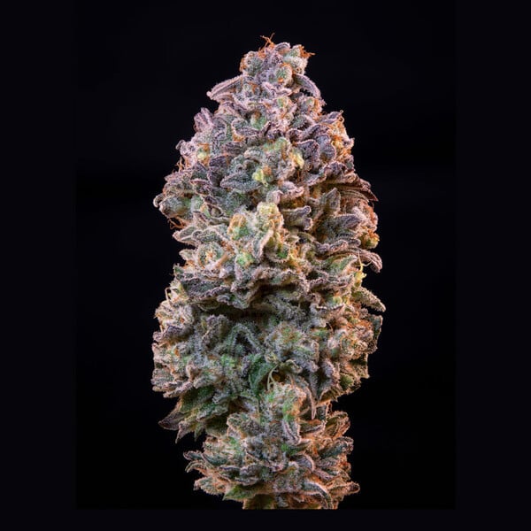 ICE FEM X1 ROYAL QUEEN SEEDS-3