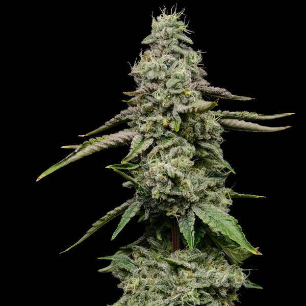ICE FEM X1 ROYAL QUEEN SEEDS-2