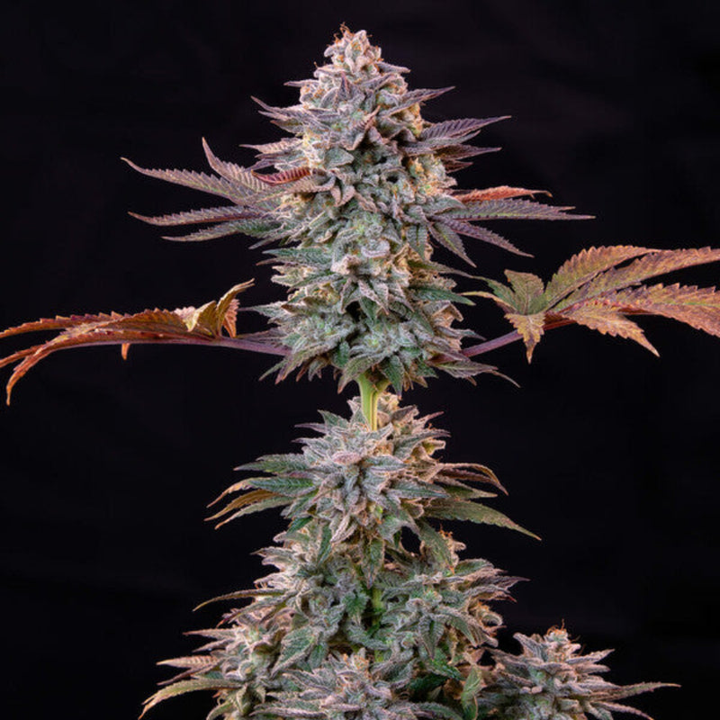 ICE FEM X3 - ROYAL QUEEN SEEDS-3