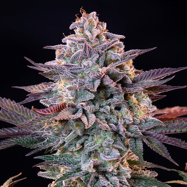 ICE FEM X1 ROYAL QUEEN SEEDS-6