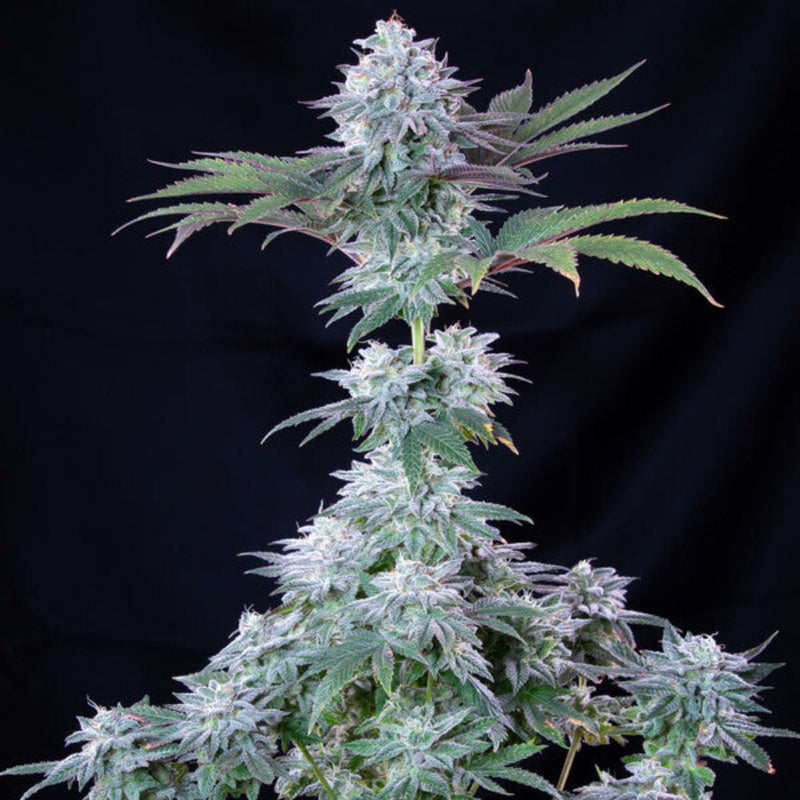 ICE FEM X3 - ROYAL QUEEN SEEDS-2