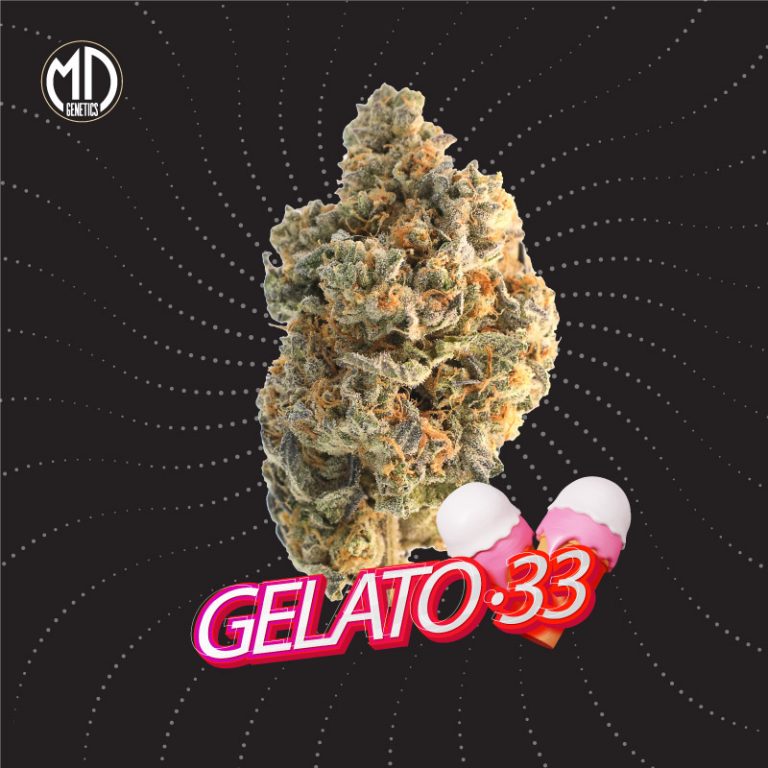 GELATO 33 FEM X2 MD GENETICS
