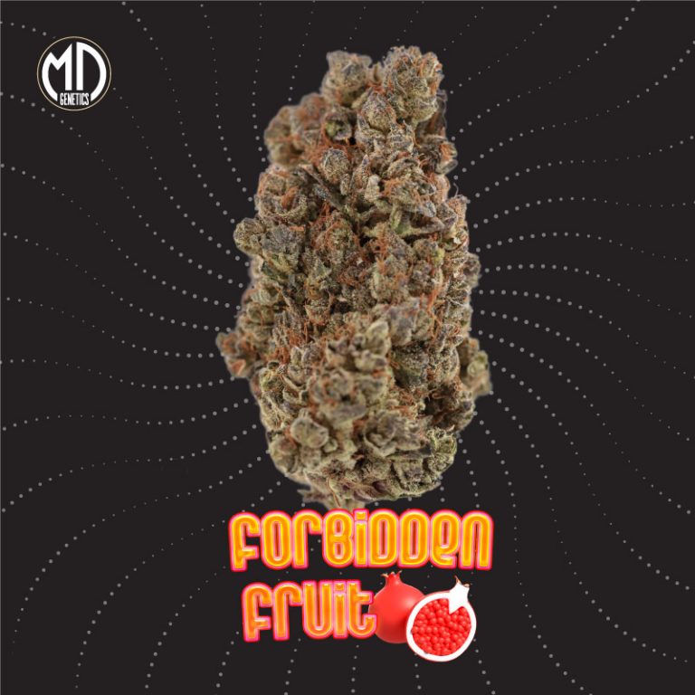 FORBIDEN FRUIT FEM X5 MD GENETICS