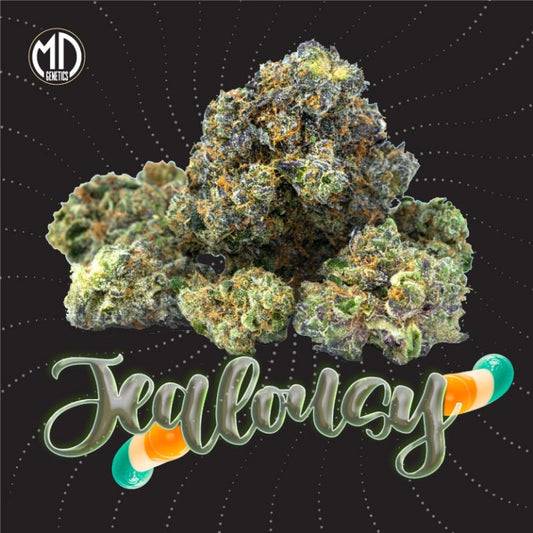 AUTO JEALOUSY X2 MD GENETICS