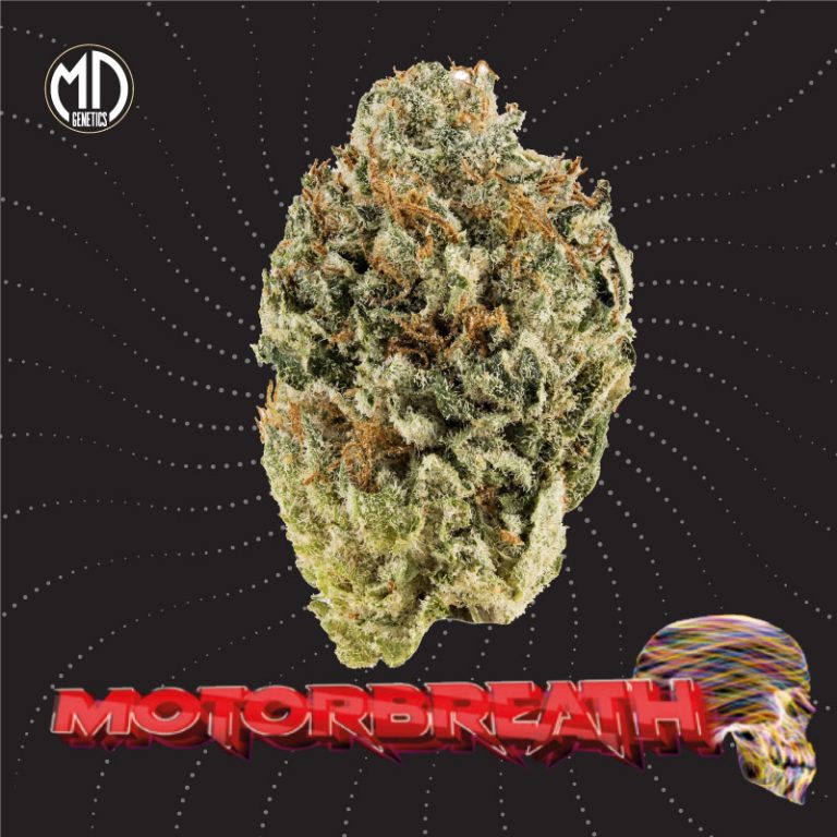 AUTO MOTORBREATH X5 MD GENETICS