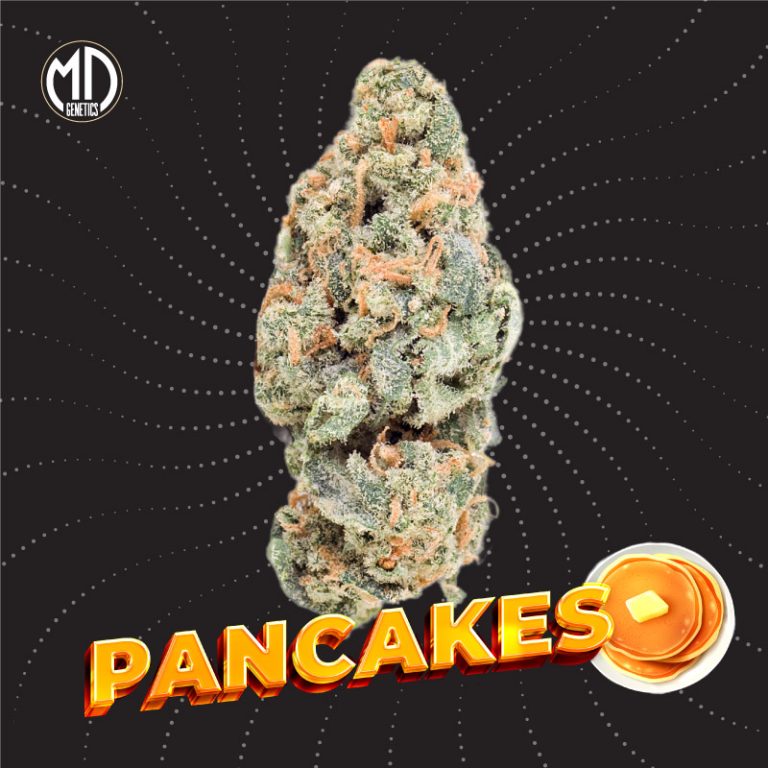 AUTO PANCAKES X2 MD GENETICS