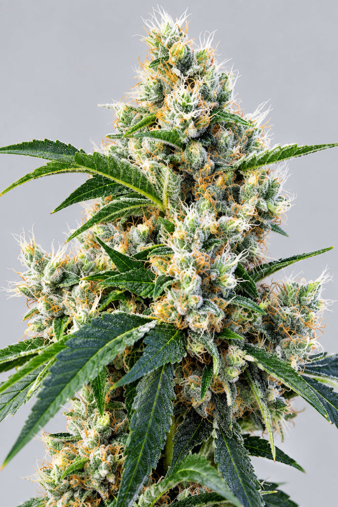 INDIGO BERRY KUSH FEM X3+1 - SWEET SEEDS-1