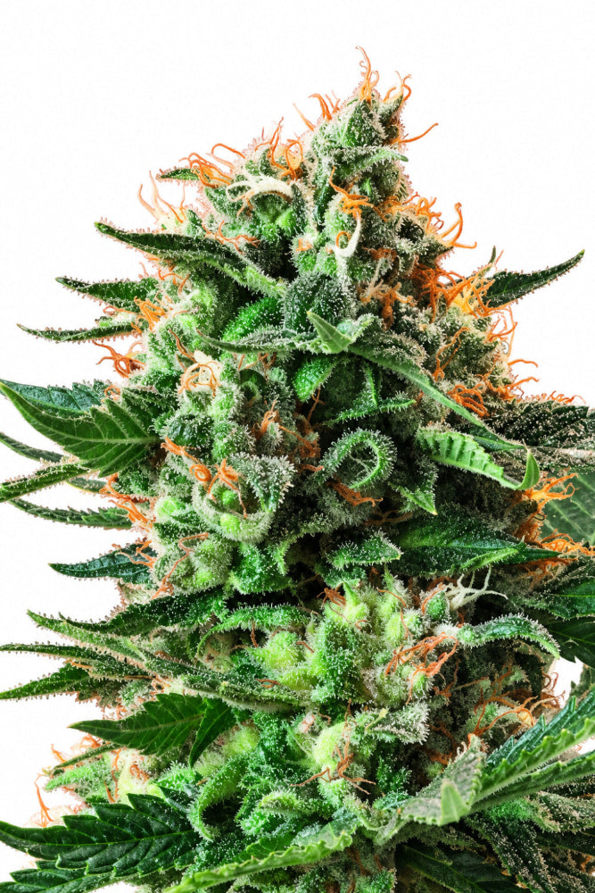 JACK 47 FEM X3+1 - SWEET SEEDS