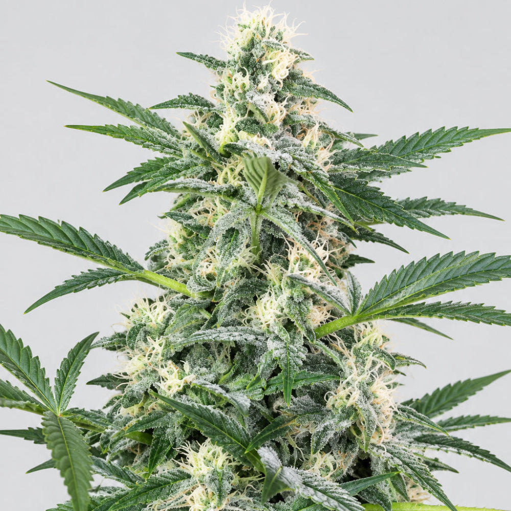 BIG FOOT FEM X3+1 - SWEET SEEDS