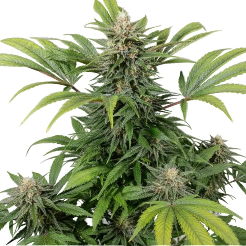 VIP HAZE GRANELSEEDS-3