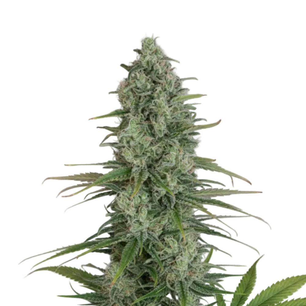 VIAGGRA GRANELSEEDS-1