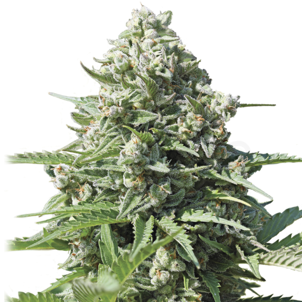 ROYAL GORILLA GLUE AUTO - GRANELSEEDS