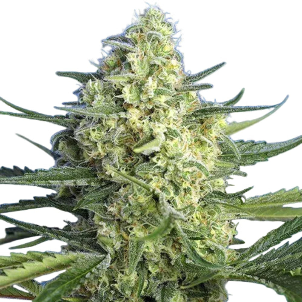 JACK 47 XL AUTO 3+1 SWEET SEEDS