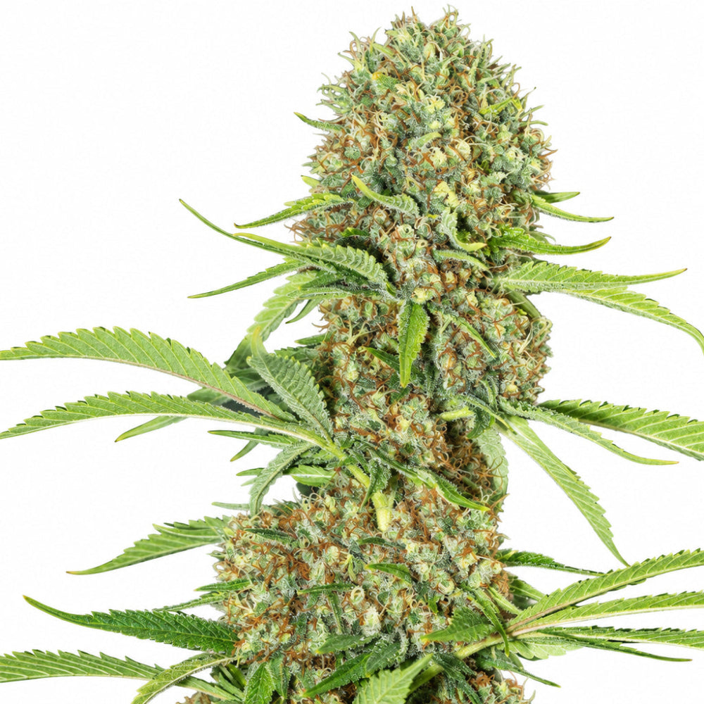 JAMAICAN DREAM FEM X3+1 - EVA SEEDS