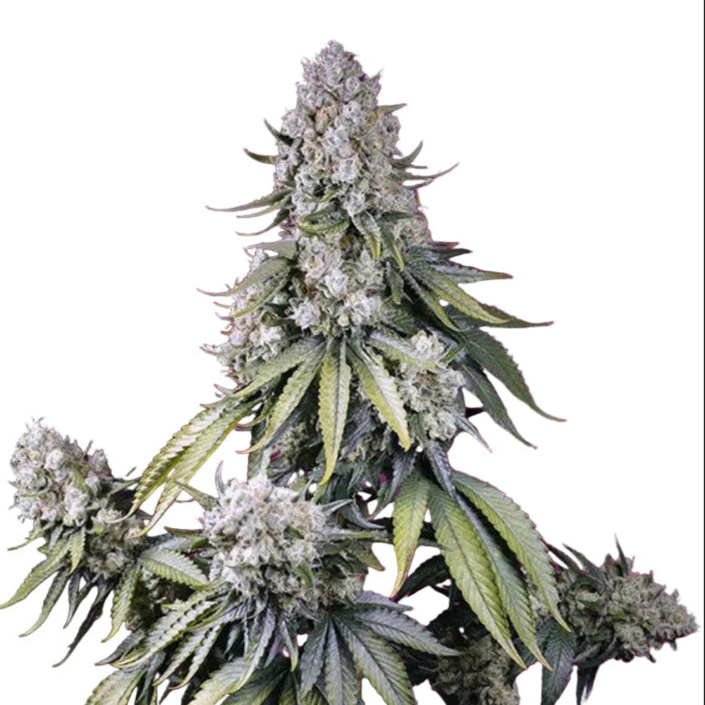 AUTO JEALOUSY Z XL 3+1 SWEET SEEDS