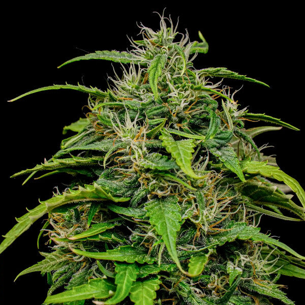 JOANNE´S CBD FEM X1 ROYAL QUEEN SEEDS-3