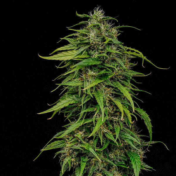 JOANNE´S CBD FEM X1 ROYAL QUEEN SEEDS-4