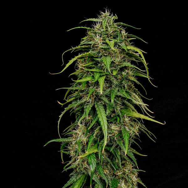 JOANNE´S CBD FEM X1 ROYAL QUEEN SEEDS